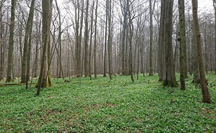 Forest ecosystem