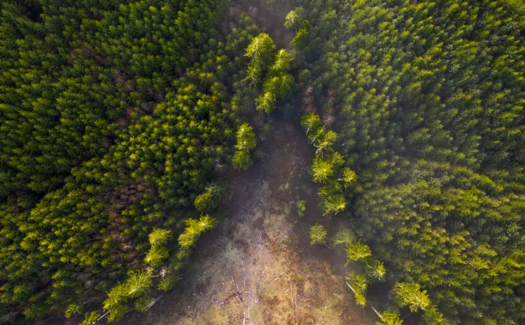 Aerial photo of a partially-cleared forest