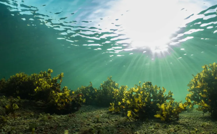 Underwater photograph of healthy Fucus vesiculosus in shallow waters