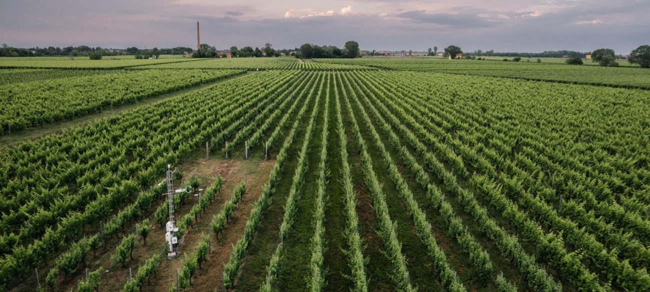 ICOS Lison Ecosystem station in Italy is in the middle of a wineyeard.