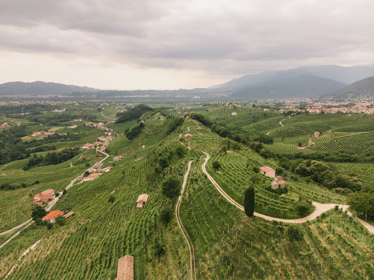 drone picture of a vineyard in Italy 