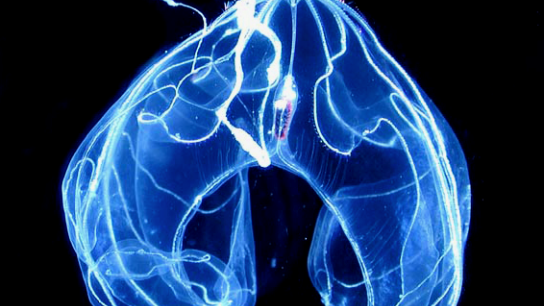 twilight zone organism 