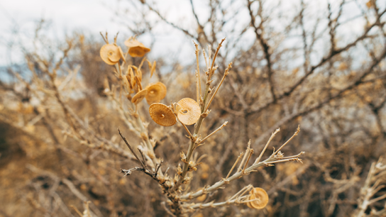 Dry vegetation in Greece 