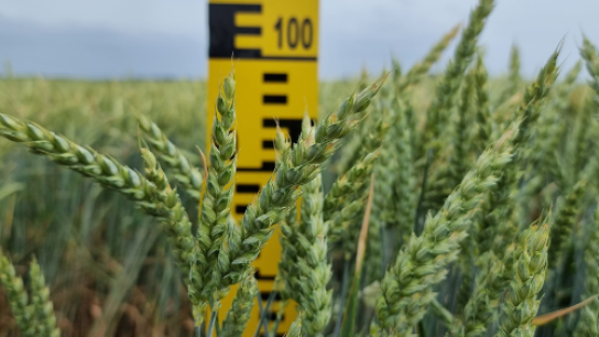wheat being measured 
