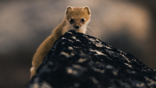 picture of an arctic small animal on top of a rock 