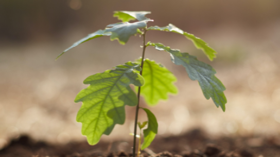 plant growing from the ground