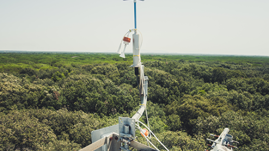 view from the castelporziano tower in Italy