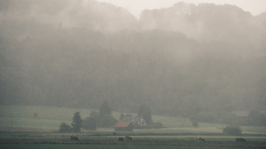foggy field with cows in the background