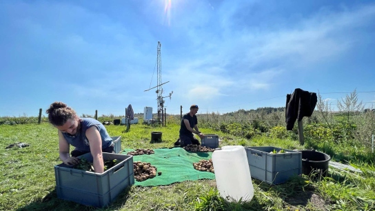 The field crew preparing potato samples for subsampling and packing. On the left: PhD fellow Jaime Caballer Revenga, Station Manager Rasmus Jensen