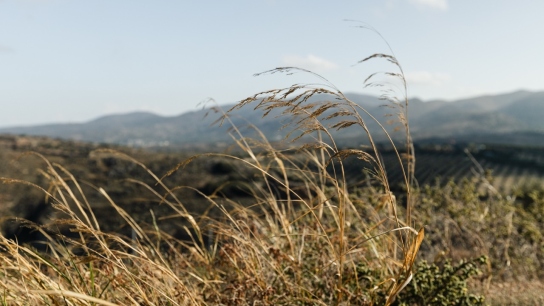 dry grasses on top of a mountain