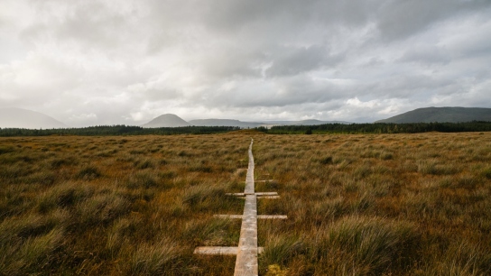 wooden pathway going across a wetland area with light grey clouds on the background