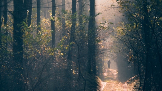 cyclist in a forest 