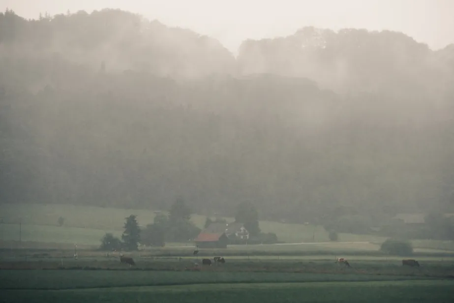 foggy field with cows in the background