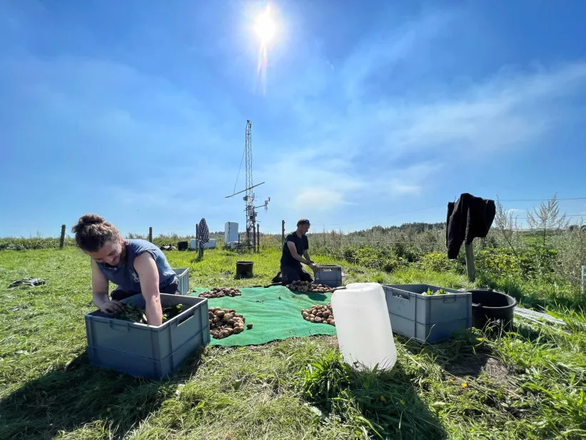 The field crew preparing potato samples for subsampling and packing. On the left: PhD fellow Jaime Caballer Revenga, Station Manager Rasmus Jensen