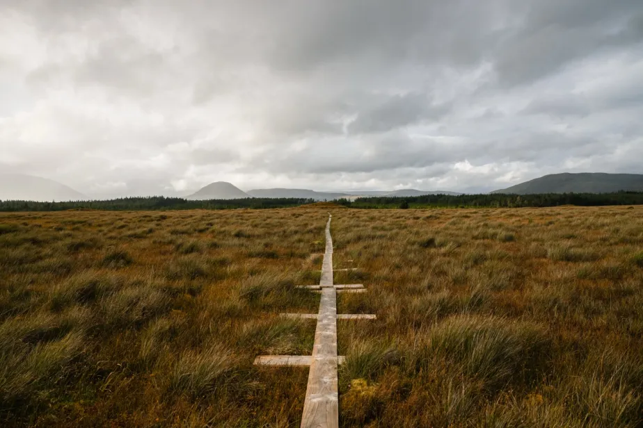 wooden pathway going across a wetland area with light grey clouds on the background