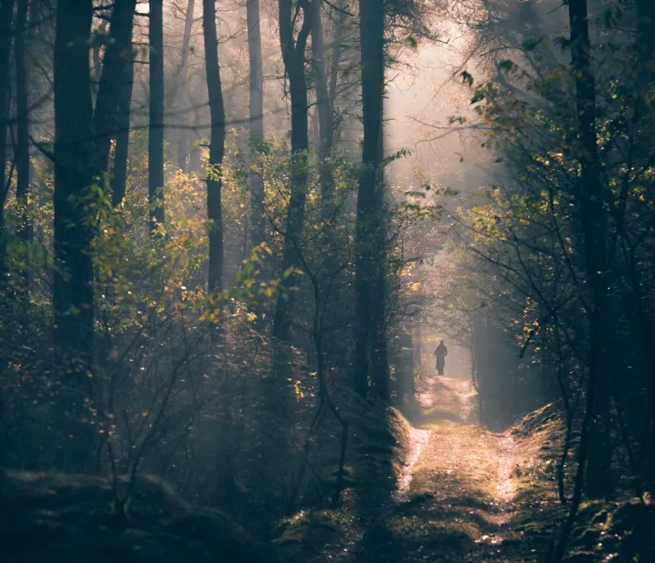cyclist in a forest 