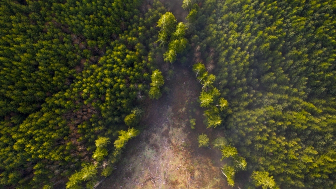 Aerial photo of a partially-cleared forest