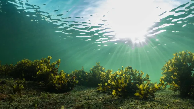 Underwater photograph of healthy Fucus vesiculosus in shallow waters