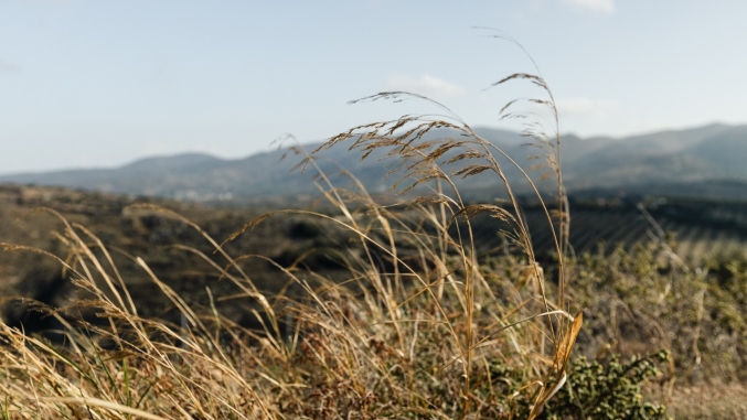 dry grasses on top of a mountain
