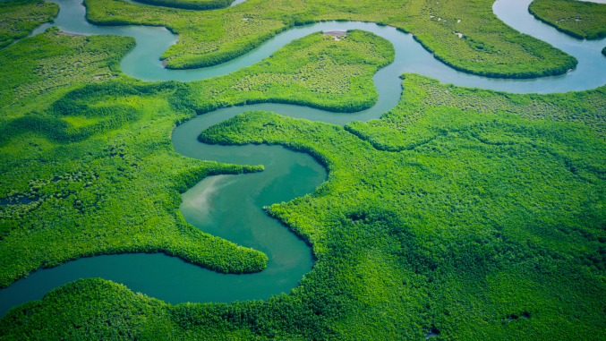 An aerial view of a lush tropical mangrove landscape, with winding turquoise river channels snaking through dense, vibrant green vegetation. The meandering waterways create sweeping curves and S-shapes across the expansive canopy, with glimpses of sandy banks and open water visible in the distance.