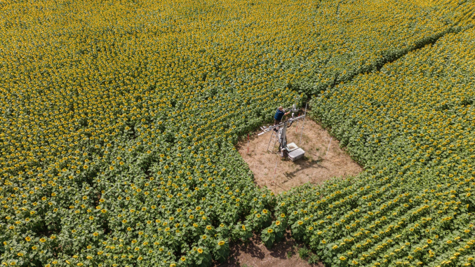 An aerial view of a vast sunflower field in full bloom, with a researcher climbing a small monitoring tower in a cleared square patch at the centre of the image. Scientific instruments and equipment cases are visible at the base of the tower, surrounded by thousands of yellow sunflowers stretching to the edges of the frame.